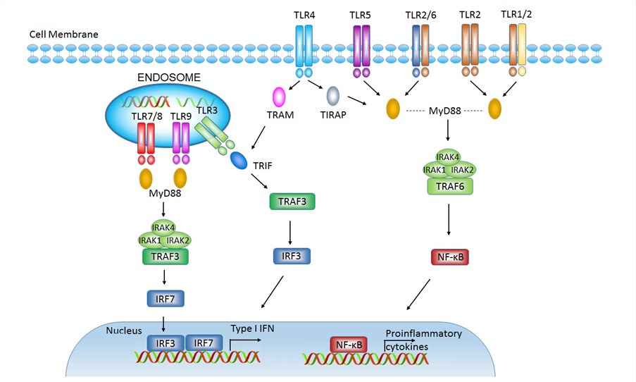 Fig.1 A schematic diagram about toll-like signaling receptors and downstream signaling pathways. (OA Literature)