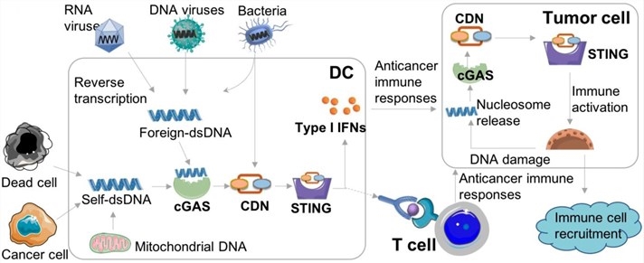 STING activation for cancer immunotherapy.