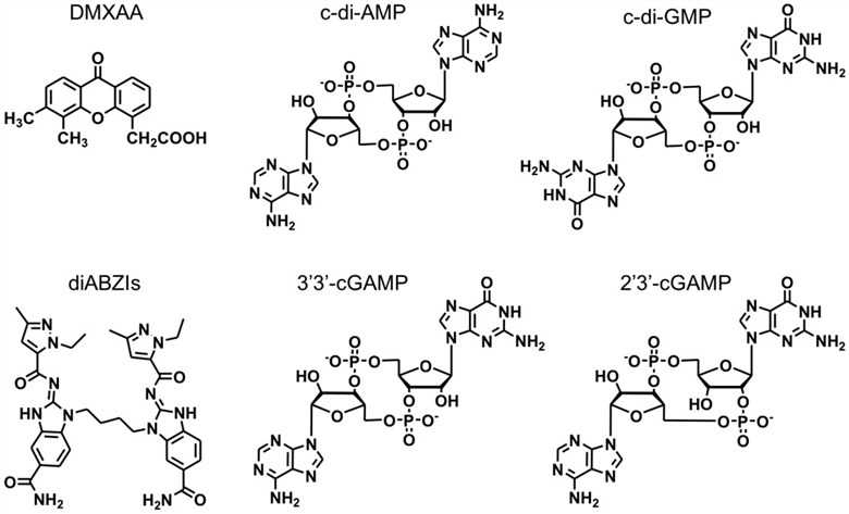 The chemical structures of representative STING agonists.
