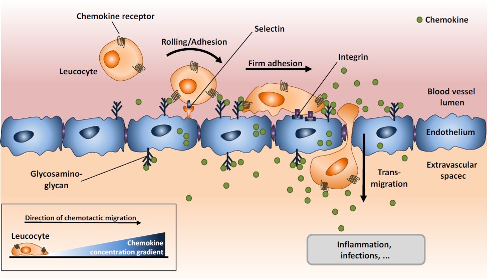 Chemokines act in gradients to promote the directional migration of chemotactic cells.