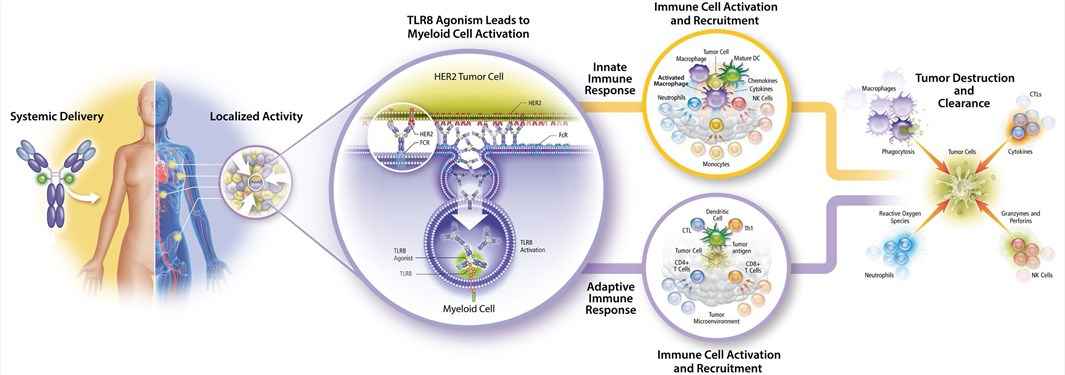 The process of antibody-immunostimulant conjugates exerting activity.