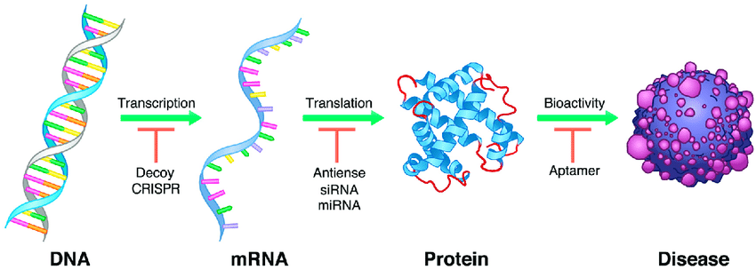 Therapeutic ONs act on different stages of pathological gene expression.