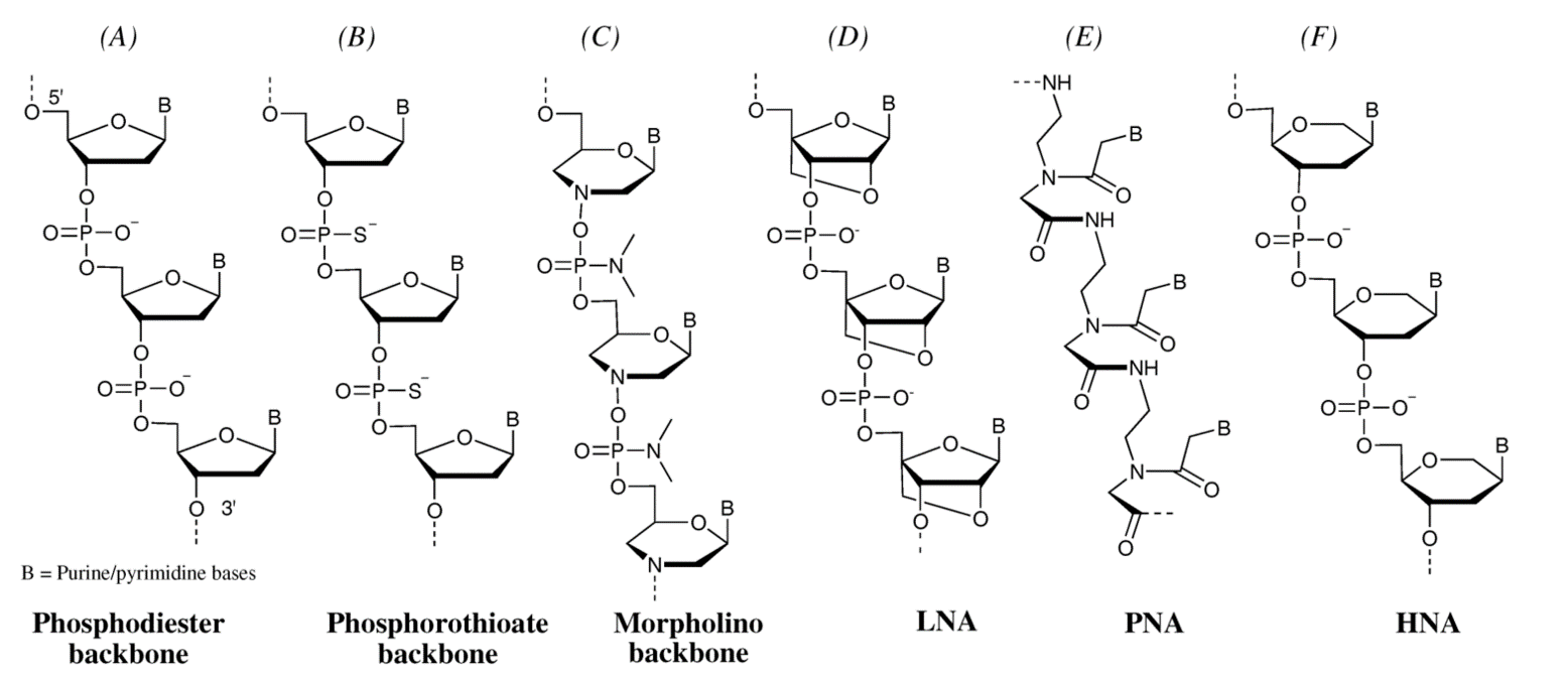 Structures of natural and modified ON backbones.