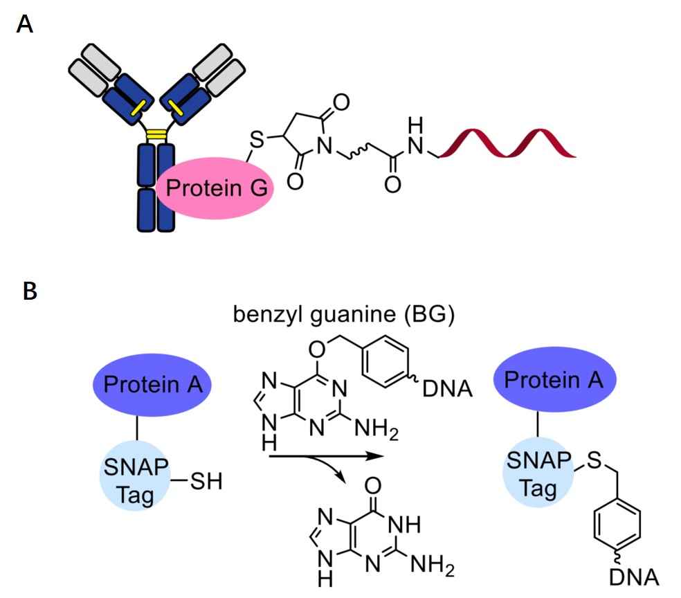 The illustration of two noncovalent AOC preparation methods.