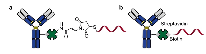 Conjugation approach based on streptavidin-biotin system.