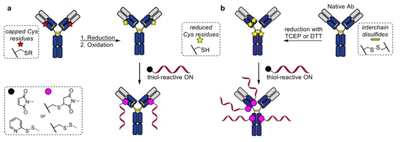 Preparation of cysteine-linked AOC using (a) engineered mAbs; or (b) the reduction of interchain disulfide bonds.