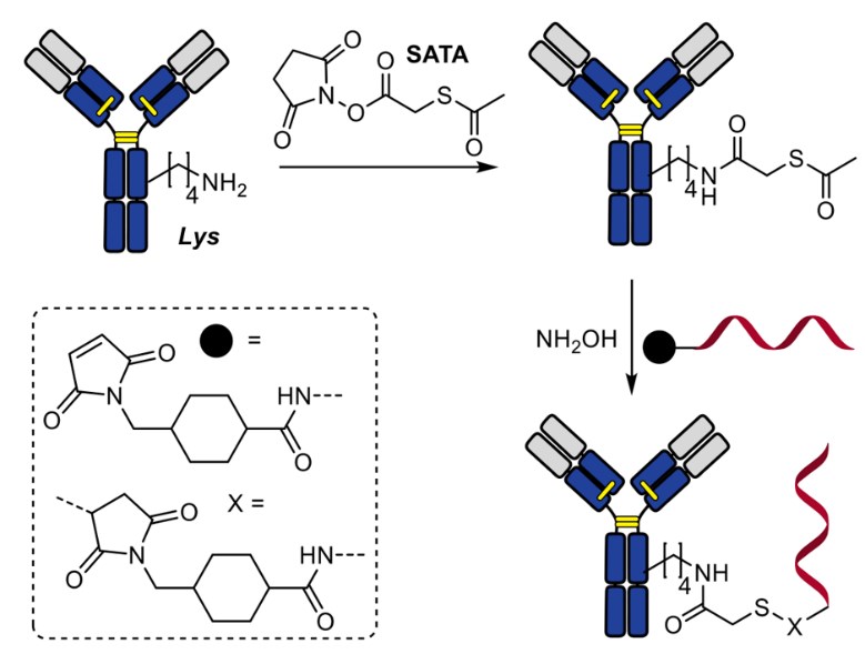 Thiolation of antibodies using the SATA reagent. 