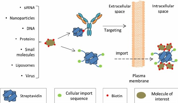 Streptavidin-based strategies used in targeted drug delivery applications.