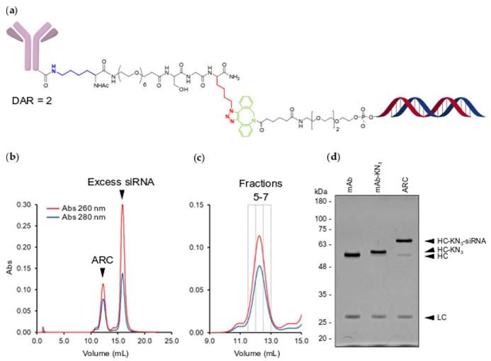 Conjugation and purification results of antibody-siRNA conjugates-ARCs.