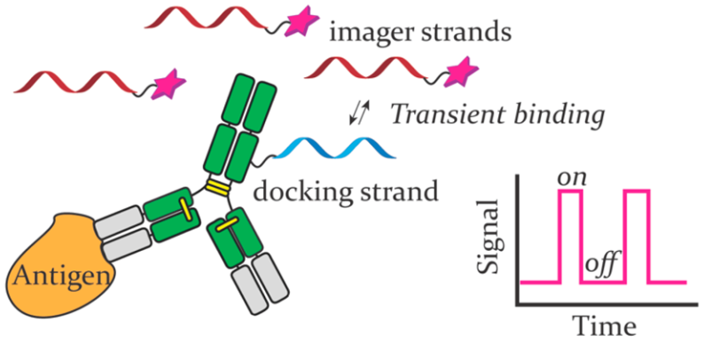 Mode of action of DNA-PAINT for the target imaging.
