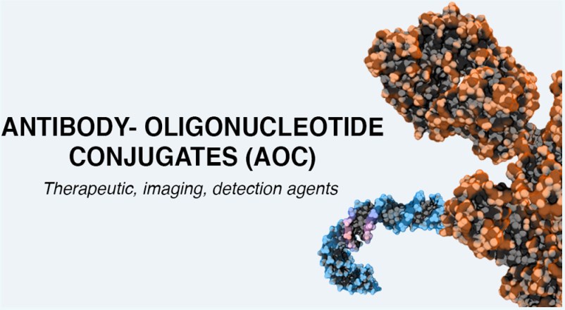 Antibody-oligonucleotide conjugates (AOCs) are used in imaging, detection, and therapeutics.