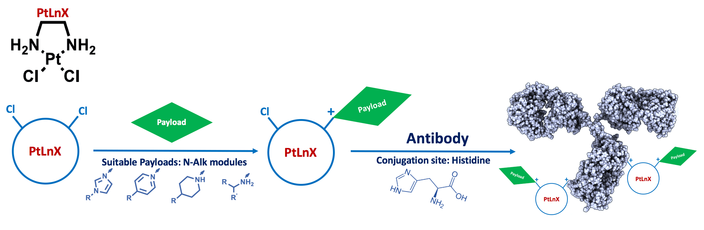  Working scheme of PtLnX linker. PtLnX linker is usually conjugated with payloads to form PtLnX-payload complexes, which are subsequently conjugated to antibodies to form PtLnX ADCs.