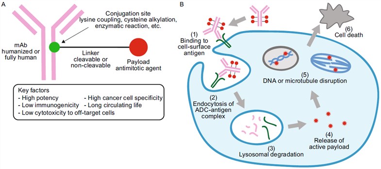 Fig.1 A schematic diagram of the structure and mechanism of action of ADCs. (OA Literature)