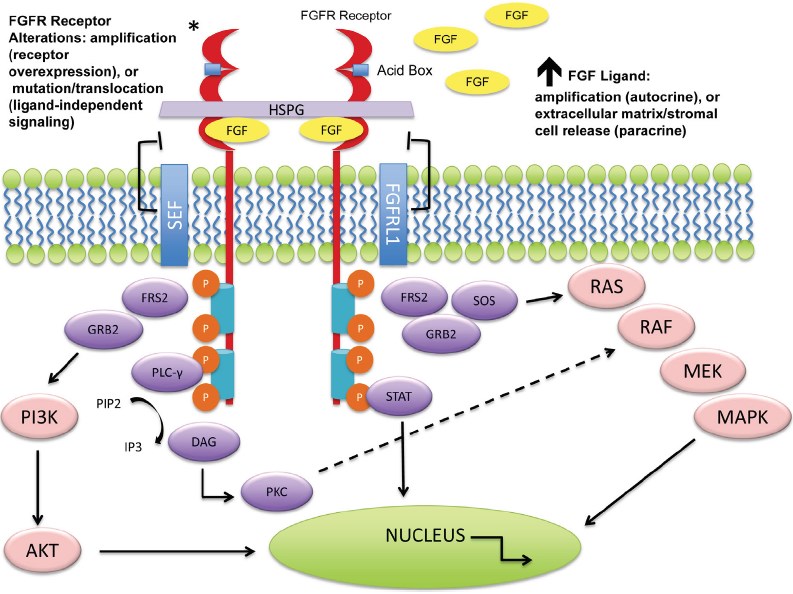 Fig.1 A schematic about FGFRs dimerizing upon ligand binding and triggering downstream signaling pathway cascades. (OA Literature)