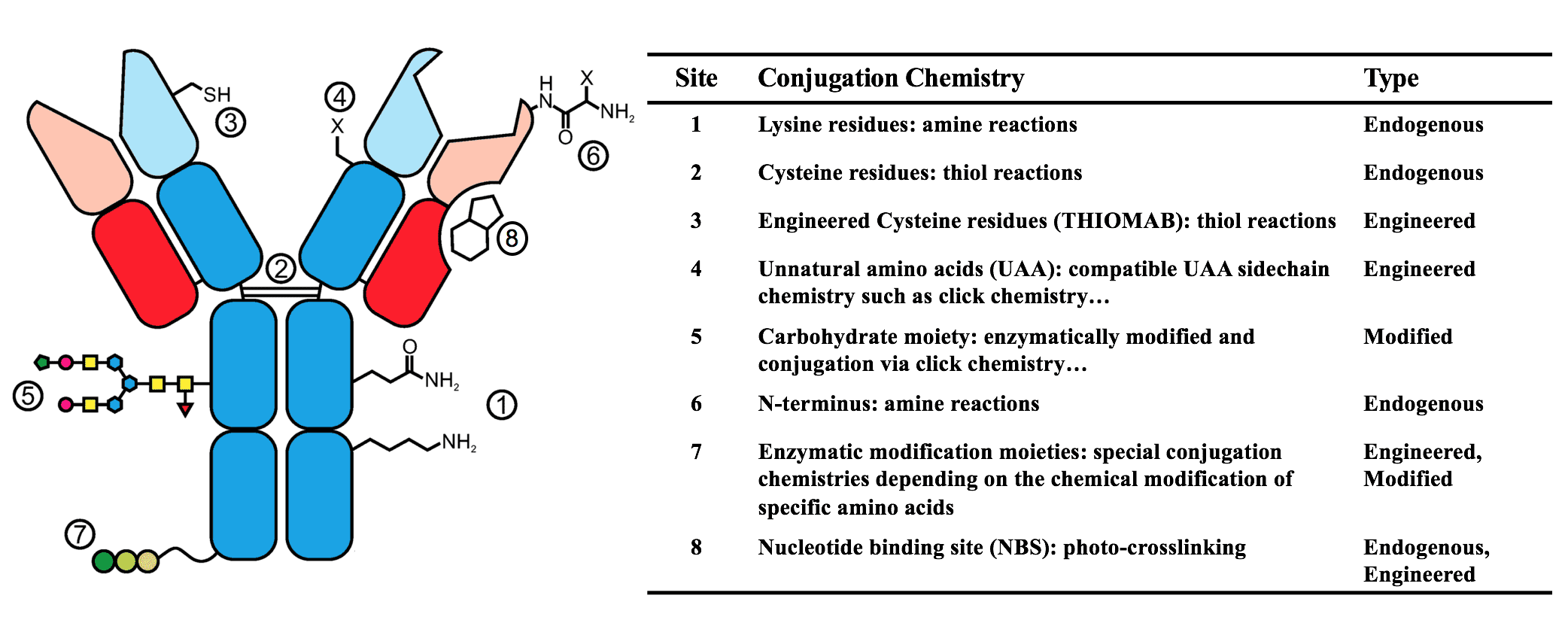 Fig.1 Common conjugation sites of cytotoxic payload drugs to an antibody. (OA Literature)