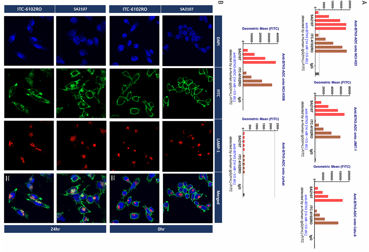 ADC Internalization Assay Creative Biolabs