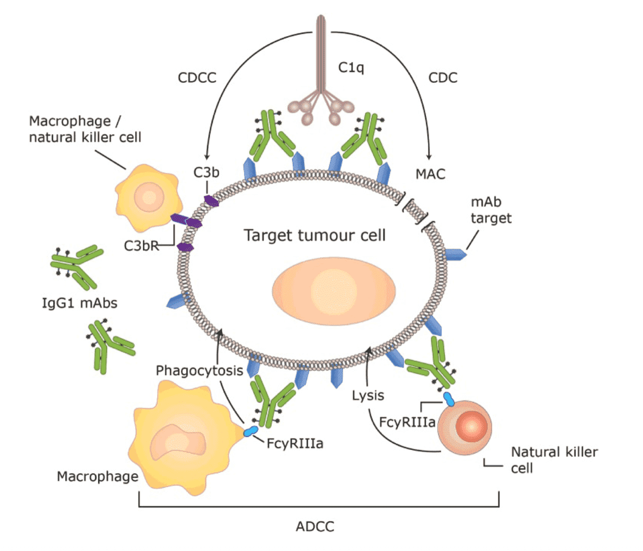 Fig.1 Diagram of antibody-coupled drug killing target cells by Fc effector functions. (OA Literature)