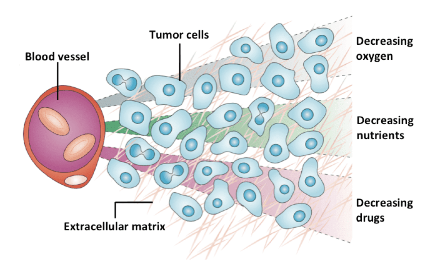 ADC Tumor Penetration