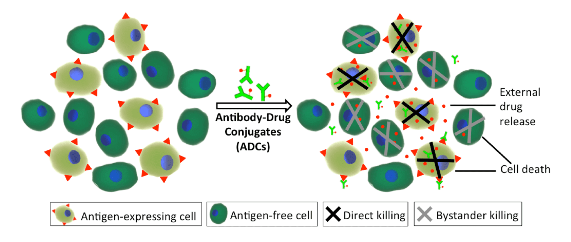 ADC Solid Tumor Efficacy