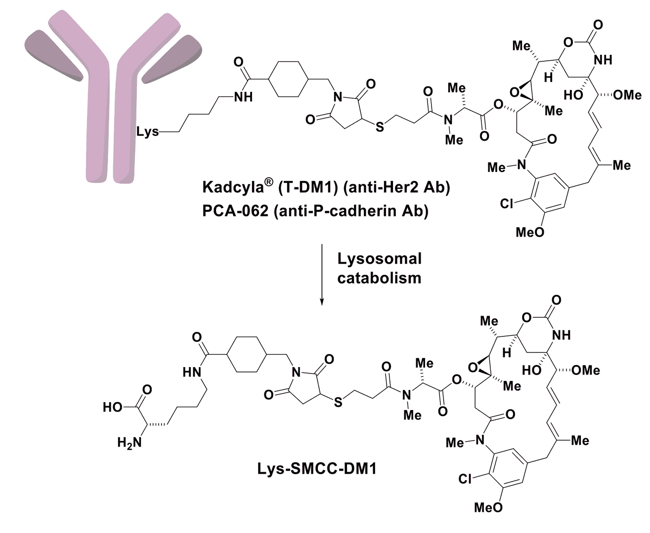 Structures of Trastuzumab emtansine and PCA-062.