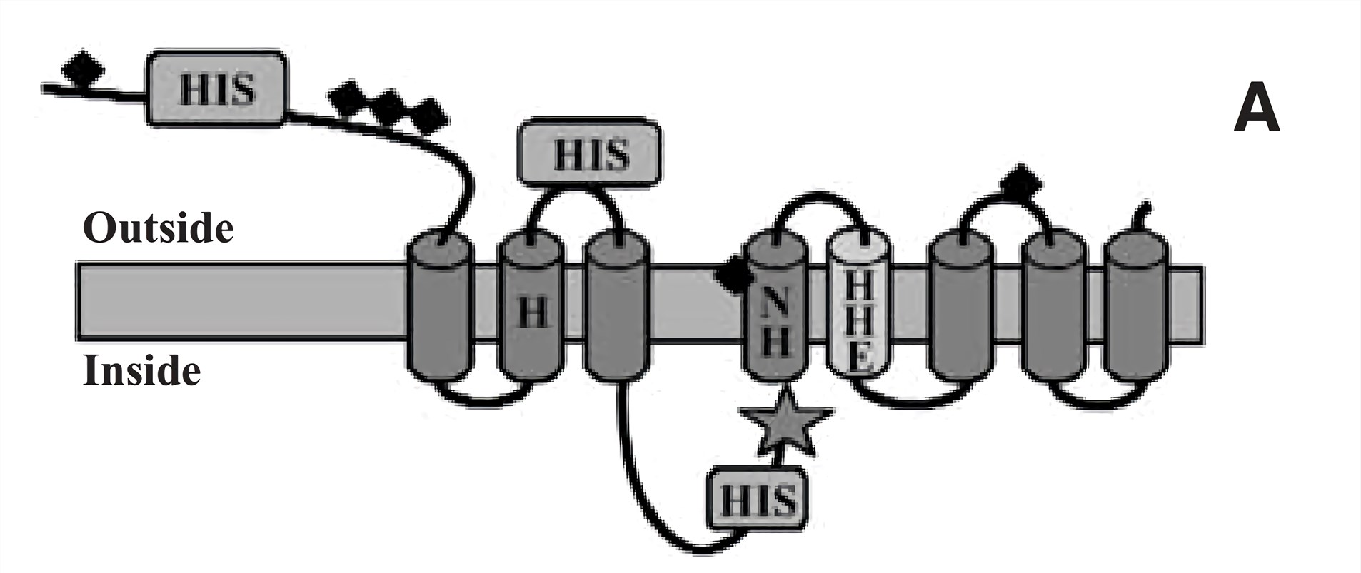 Schematic representation of LIV1 secondary structure.