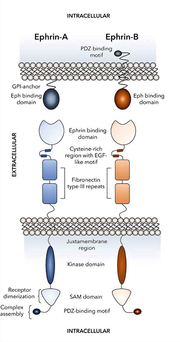 Fig.1 A schematic diagram of the basic structure and signaling pathway of the Eph receptor. (OA Literature)