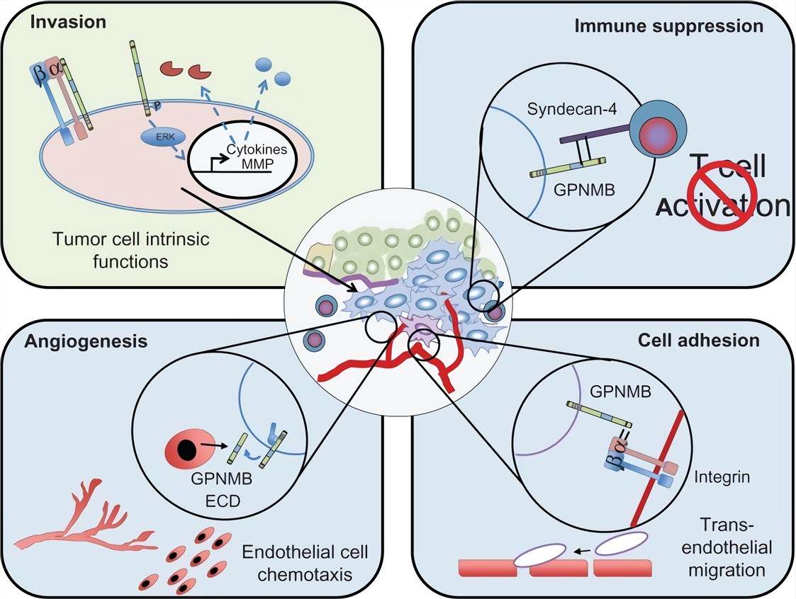 Potential mechanisms through which GPNMB promotes malignant cellular phenotypes within cancer cells.