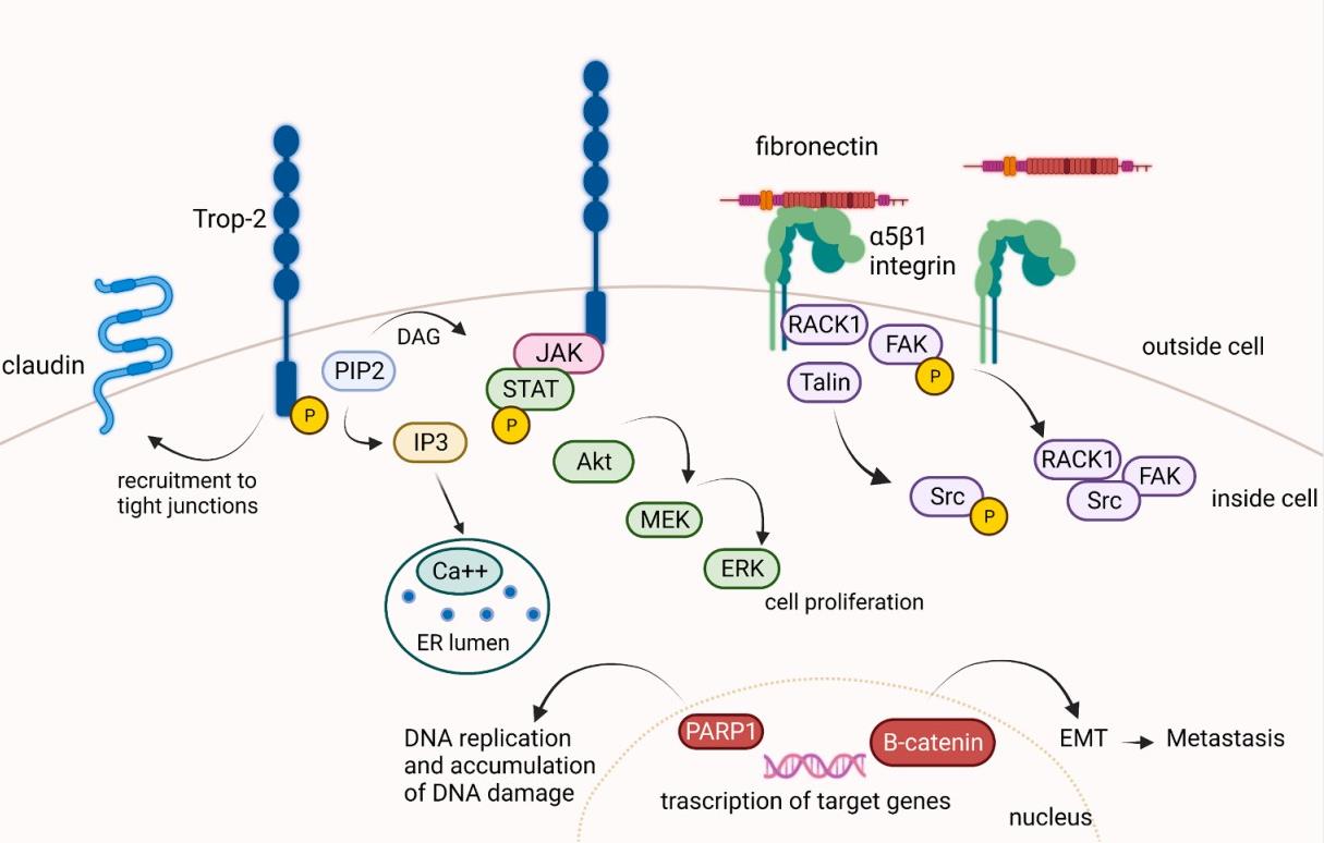 TROP-2 mediates several intracellular signaling pathways.