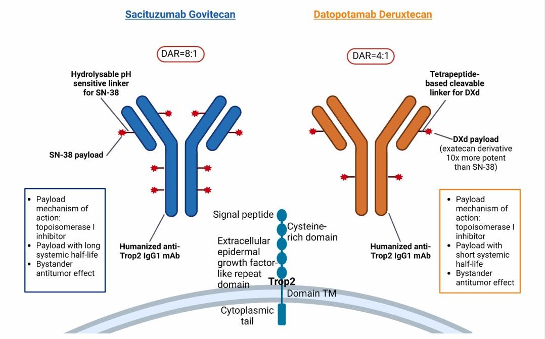 ADCs targeting TROP-2: Sacituzumab Govitecan and Datopotamab Deruxtecan.