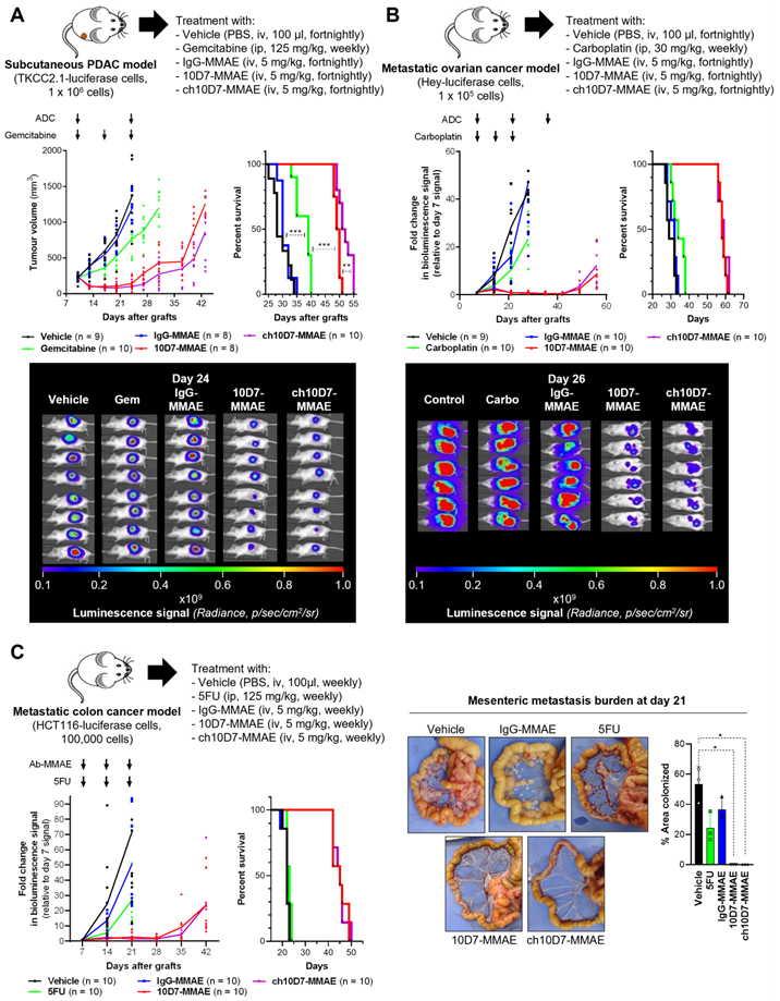 Fig. 3. Efficacy of ADC ch10D7-MMAE in in vivo cancer models. (Khan, et al., 2022)