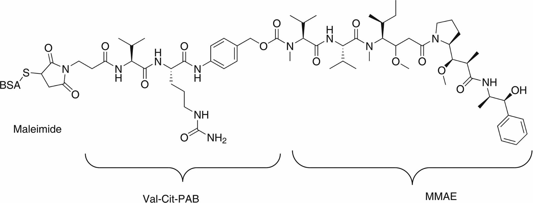 Fig. 1. Chemical structure of monomethyl auristatin E-bovine serum albumin (MMAE-BSA) immunogen (Pei M, et al., 2022)
