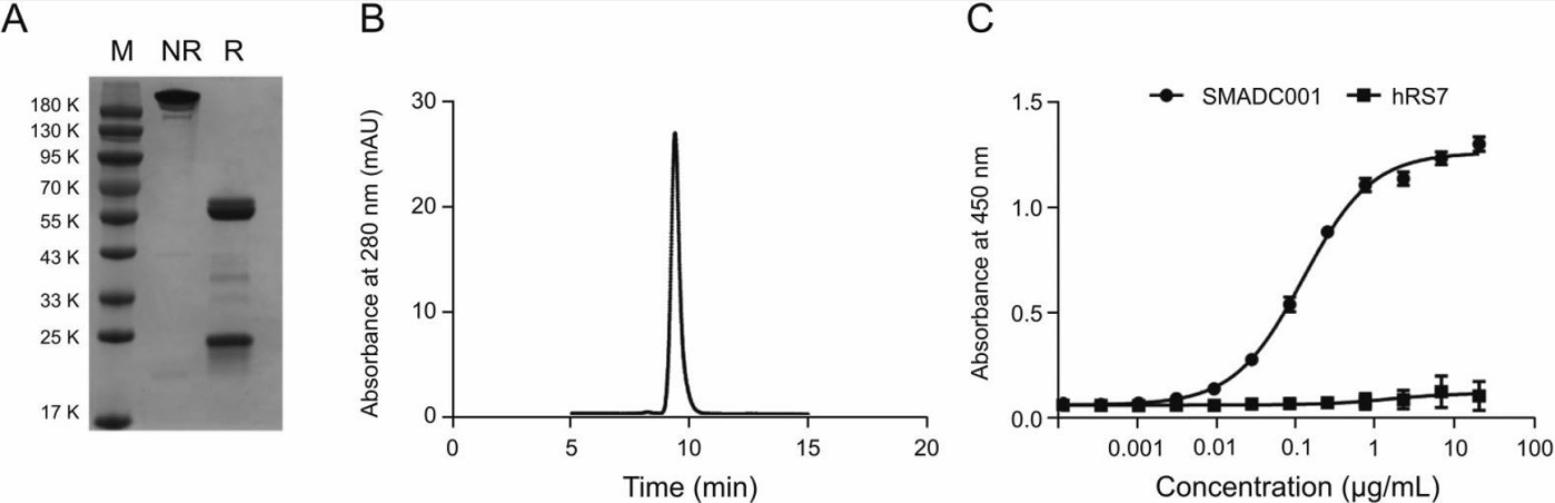 Fig. 2. Biochemical characterization of purified anti-MMAE monoclonal antibody (mAb) (Pei M, et al., 2022)