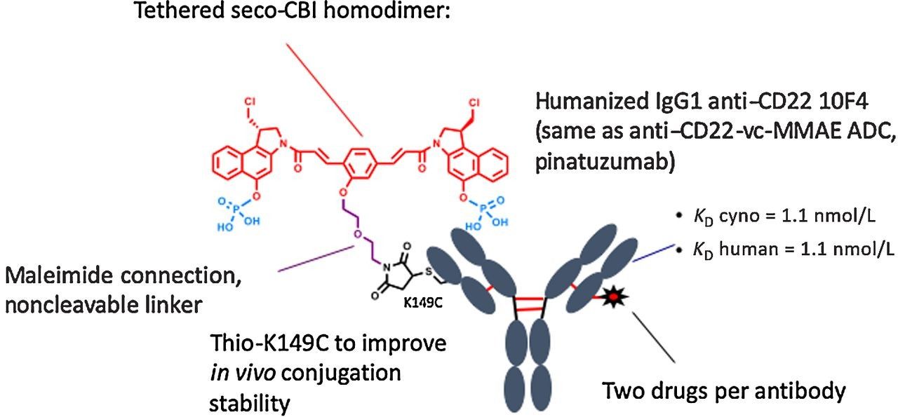 Development and Evaluation of an Anti-CD22-Seco-CBI-Dimer ADC for the Treatment of NHL