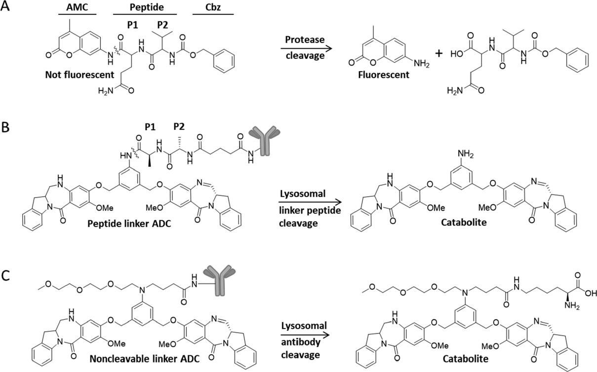Fig. 1. Screening strategy for evaluating a library of dipeptide candidates and antibody-drug conjugates structures explored in this study (Salomon P, et al., 2019)