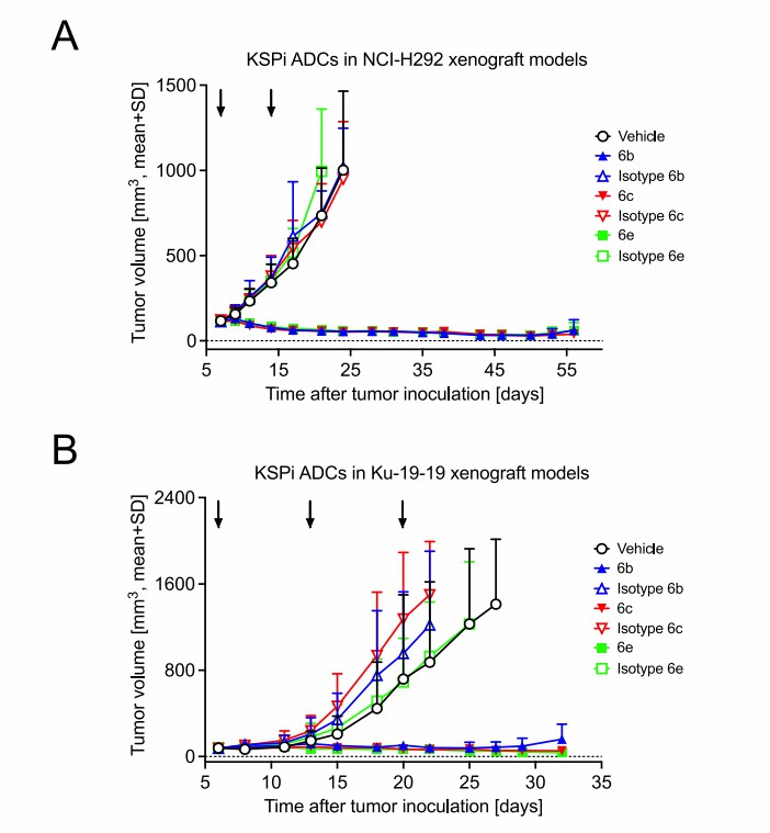 Fig. 4. Efficacy of the anti-TWEAKR ADCs 6b, 6c, and 6e with an antagonistic TWEAKR mAb ITEM4 and the respective isotype control ADCs in NCI-H292 and Ku-19-19 tumor-bearing NMRI nude mice. (Lerchen HG, et al., 2020)
