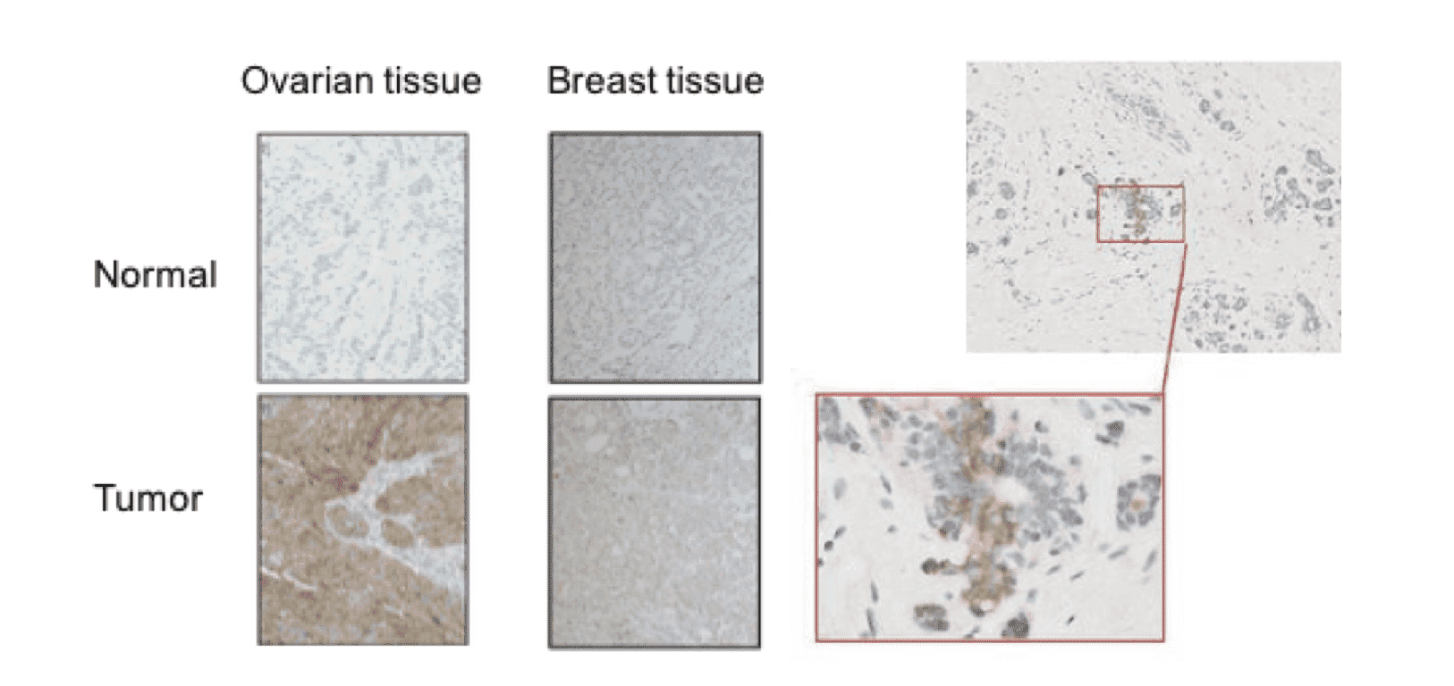 ADC Safety Assessment