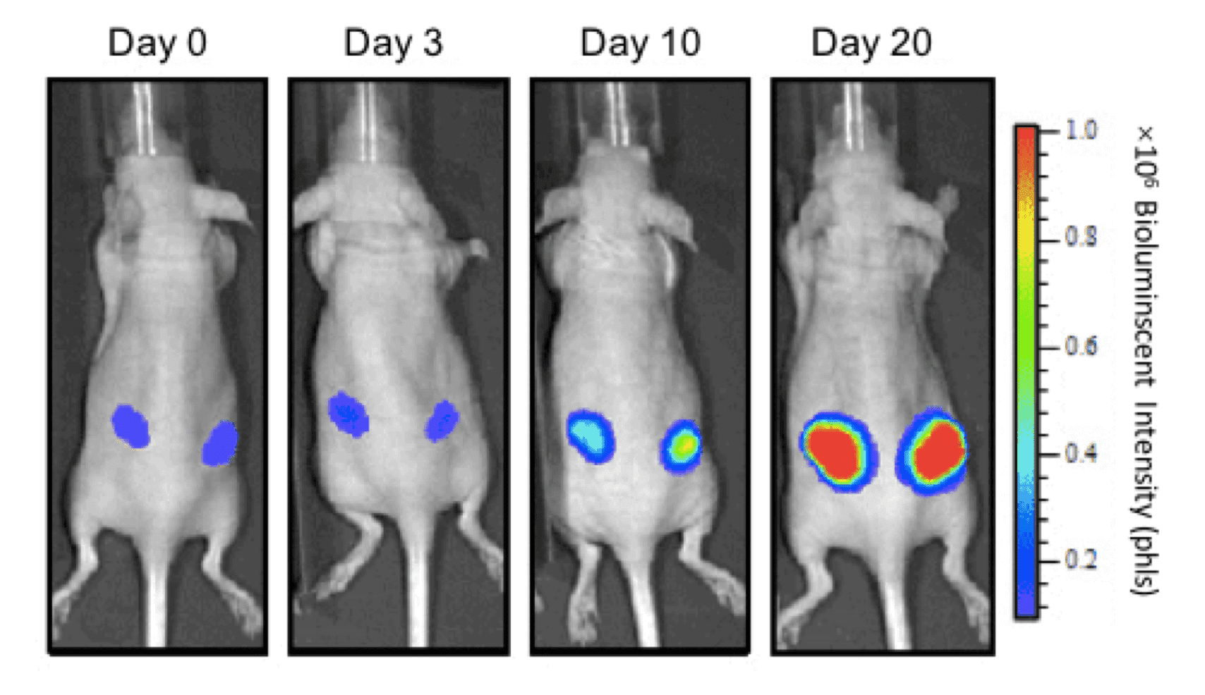Orthotopic implantation of HT-29 colorectal  tumor cells and bioluminescent imaging of mice model over time (J Mol Biol & Mol Imaging, 2015).