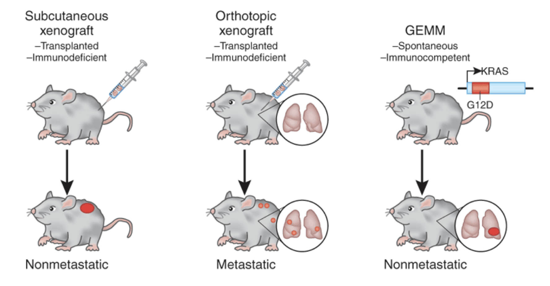  Development processes of xenograft tumor and GEM models in mice. Xenograft model: Subcutaneously injection of tumor cell line or directly implantation of patient-derived tissue into immunedeficient mouse. GEM model: mouse genetic profile is altered and leads to carcinomatous condition and react therapeutic treatments.