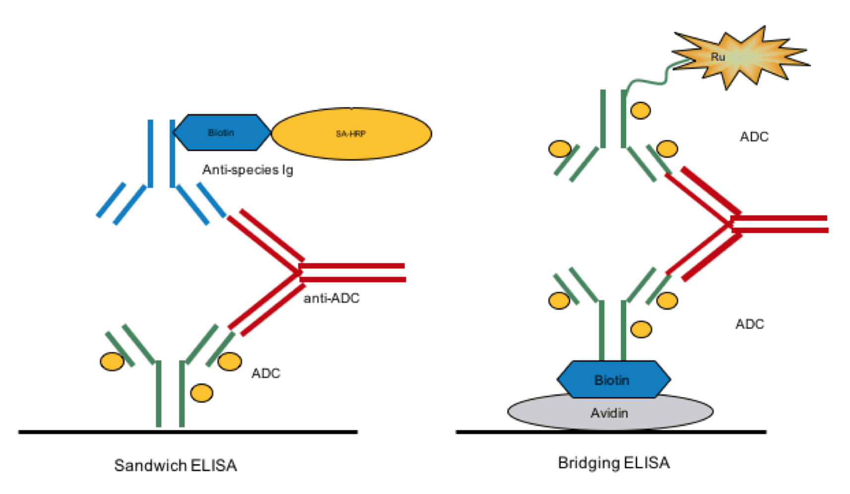 Sandwich ELISA and  Bridging ELISA for ADA screening assays. In bridging ELISA, ADC performs as  capture agent while the ADA is detected by labeled ADC. Sandwich ELISA uses ADC  coated plates to screen samples containing ADAs using labeled antispecies-specific  antibodies as indicators.