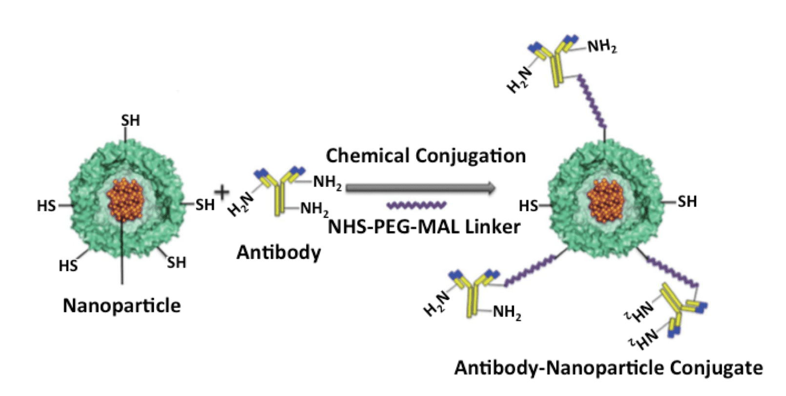 Antibody-Nanoparticle Probes