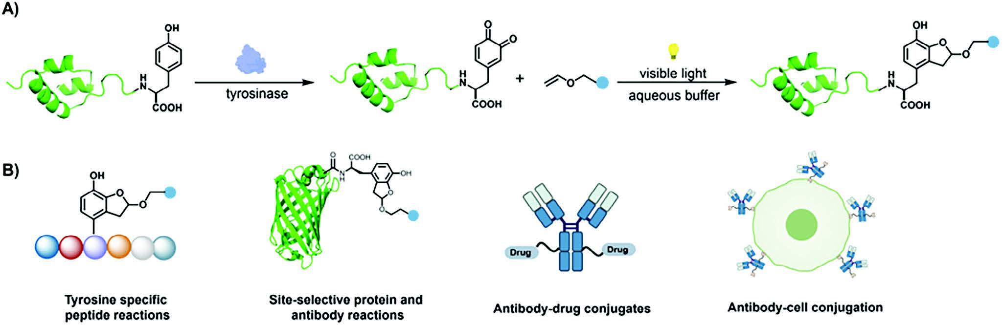 Site-selective Tyr reaction through light-induced o-quinone photoaddition.