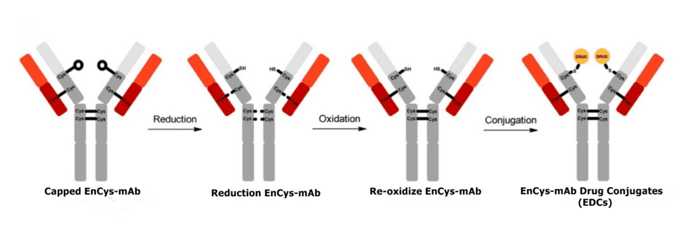 Schematic for generating EnCys‑mAb drug conjugate.