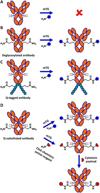 Overview of antibody glutamine conjugation mediated by microbial transglutaminase.