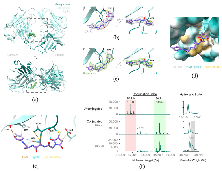 Structural analysis of ADC linker binding at the A172C Fab conjugation site.