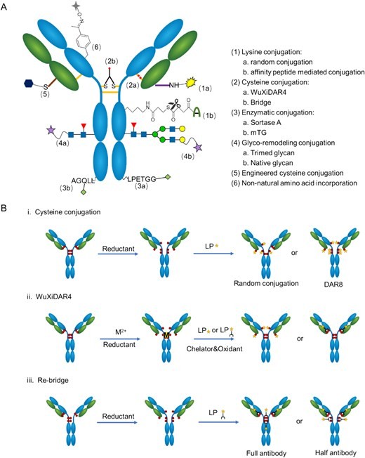 Scheme of site-specific conjugation techniques and interchain cysteine conjugation process.