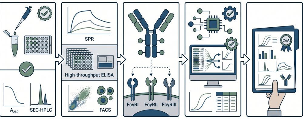 Integrated workflow for ADC affinity measurement and characterization