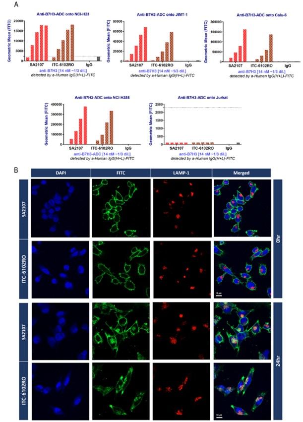 Cytotoxicity evaluation of ADC aggregates.