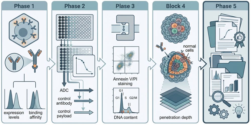 Integrated workflow for ADC in vitro cytotoxicity evaluation