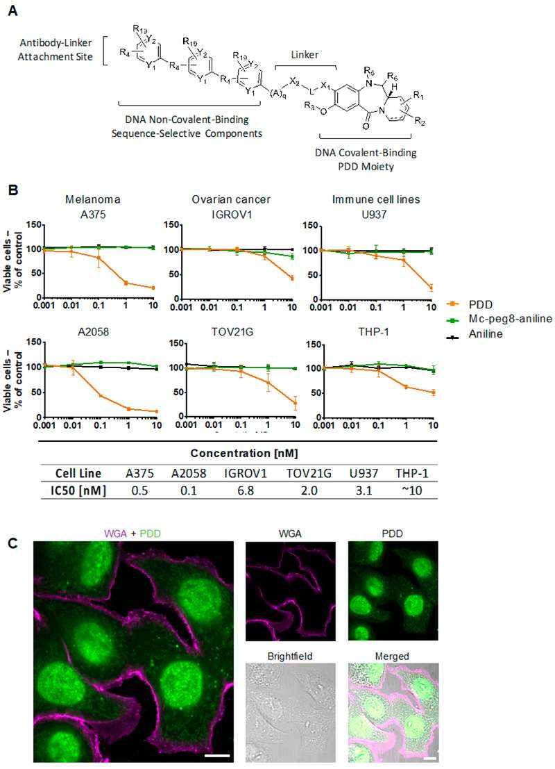 Structure, cytotoxicity and localization of novel payload PDD.