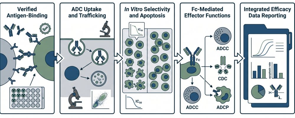 Integrated workflow for ADC in vitro efficacy evaluation